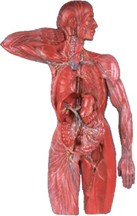 Sistemul Limfatic Model Avansat Anatomie Umană Medical Simulator De Formare